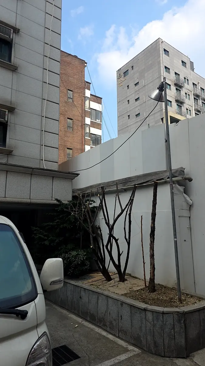 단독주택 소나무 제거 작업 후