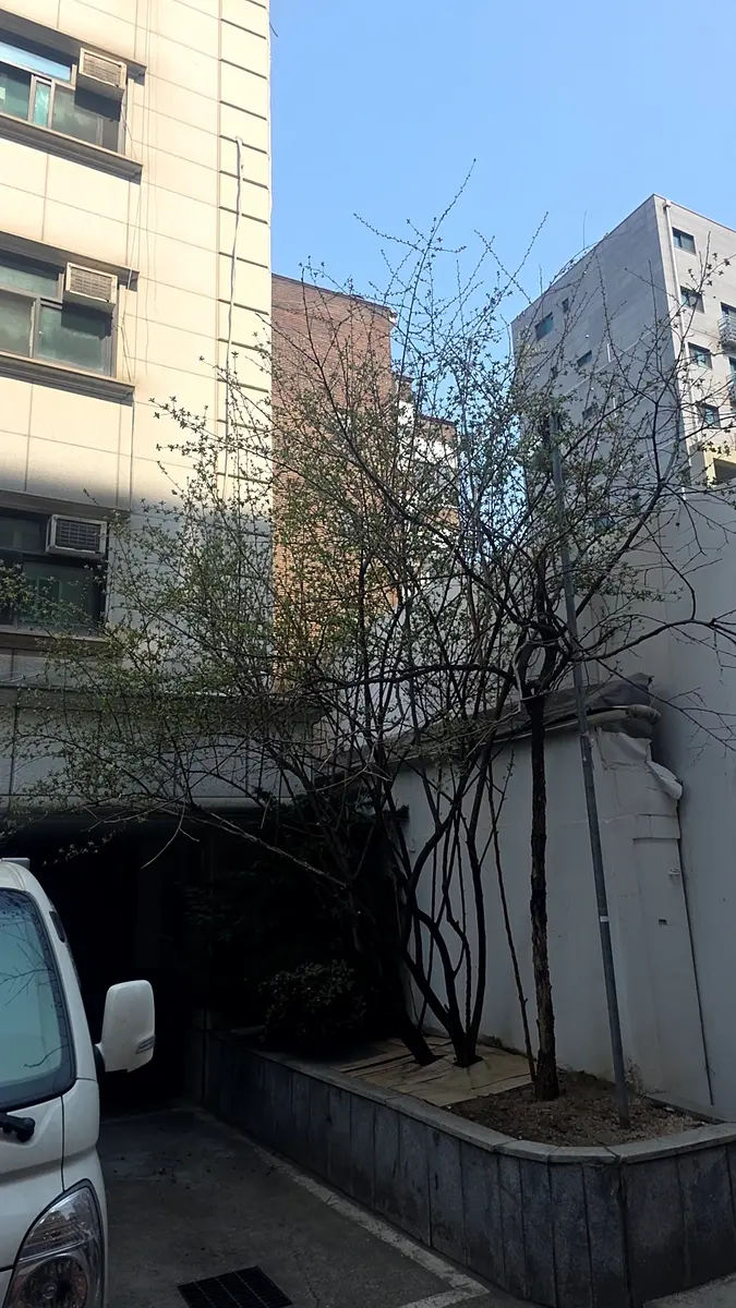 단독주택 소나무 제거 작업 전