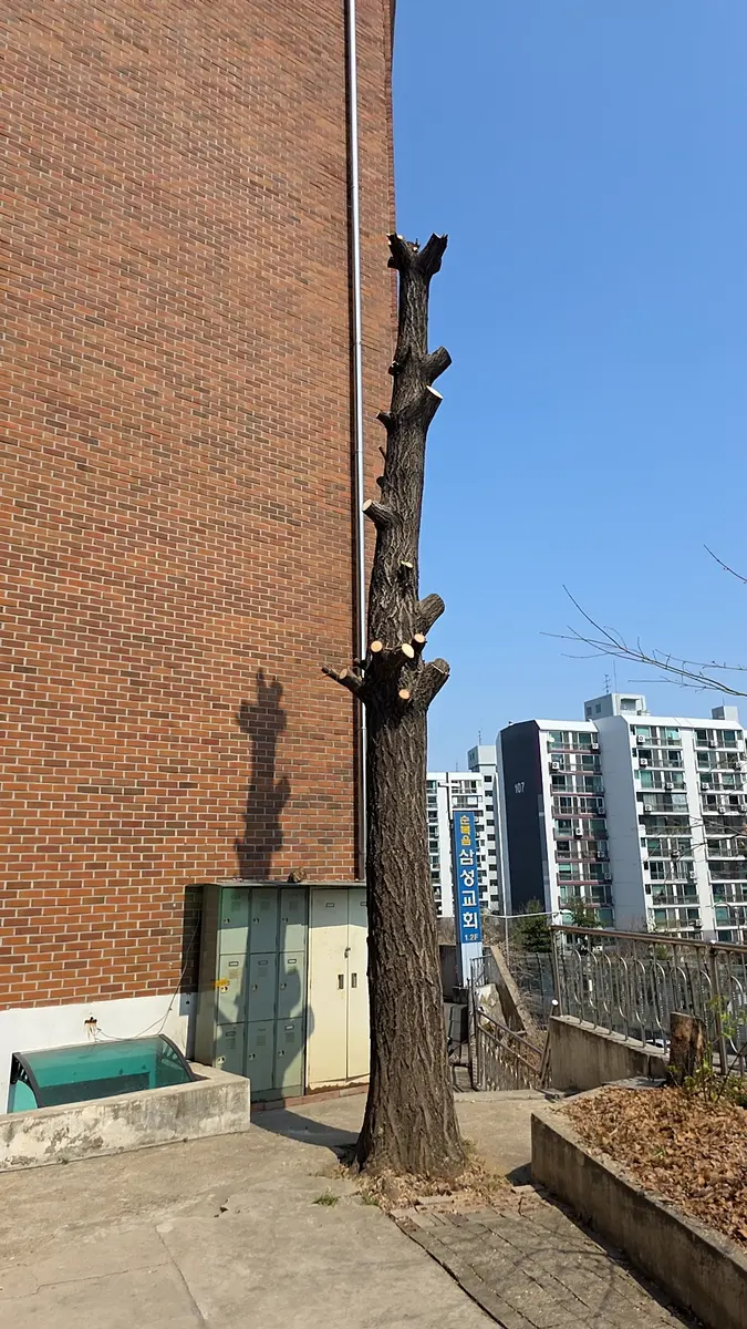 아파트 나무제거업체