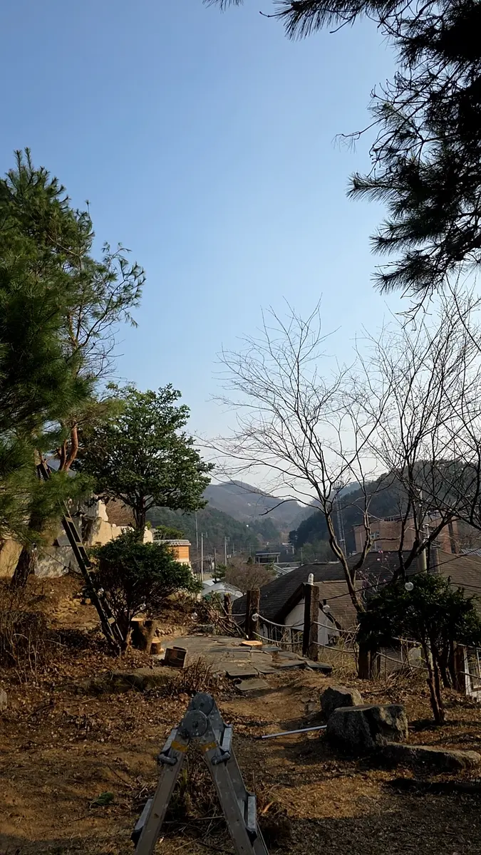 아파트 고사목 신속 처리 작업 후