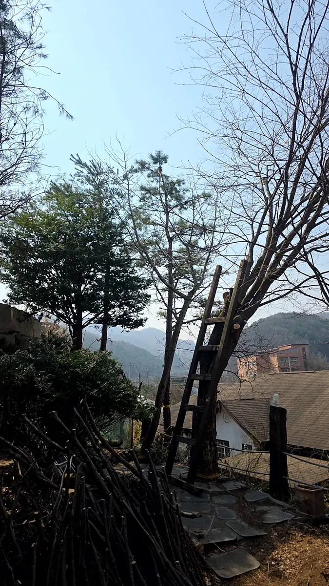 아파트 고사목 신속 처리 작업 전