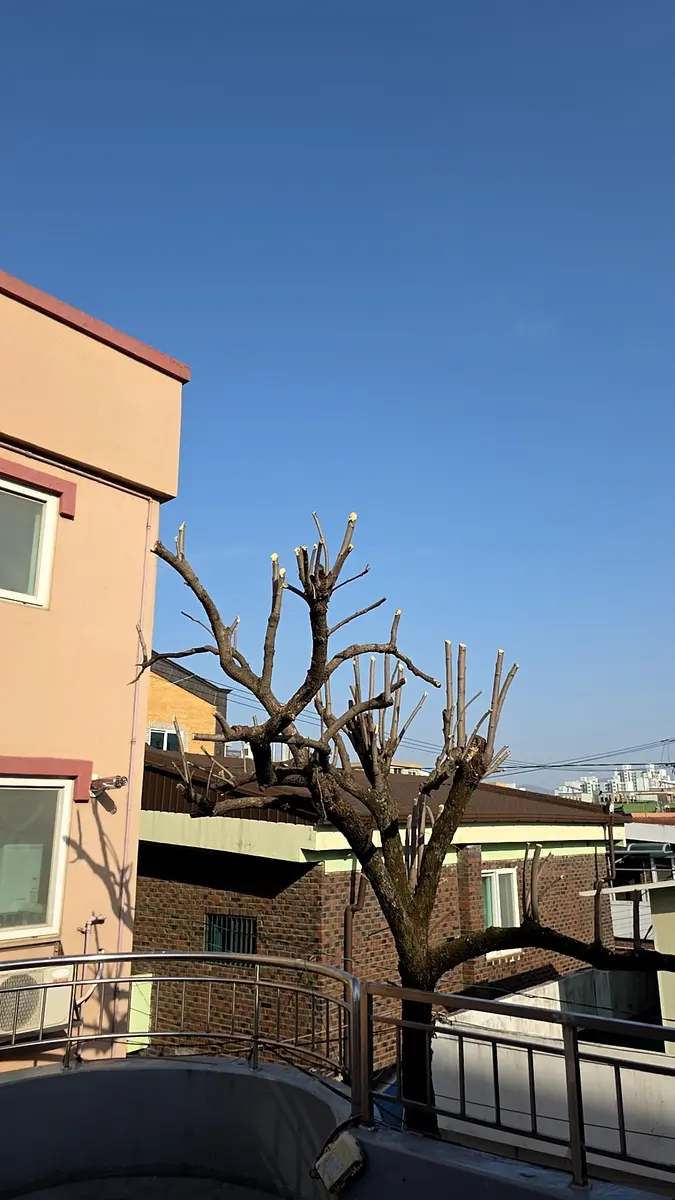 공장 부지 대형 수목 벌목 작업 후