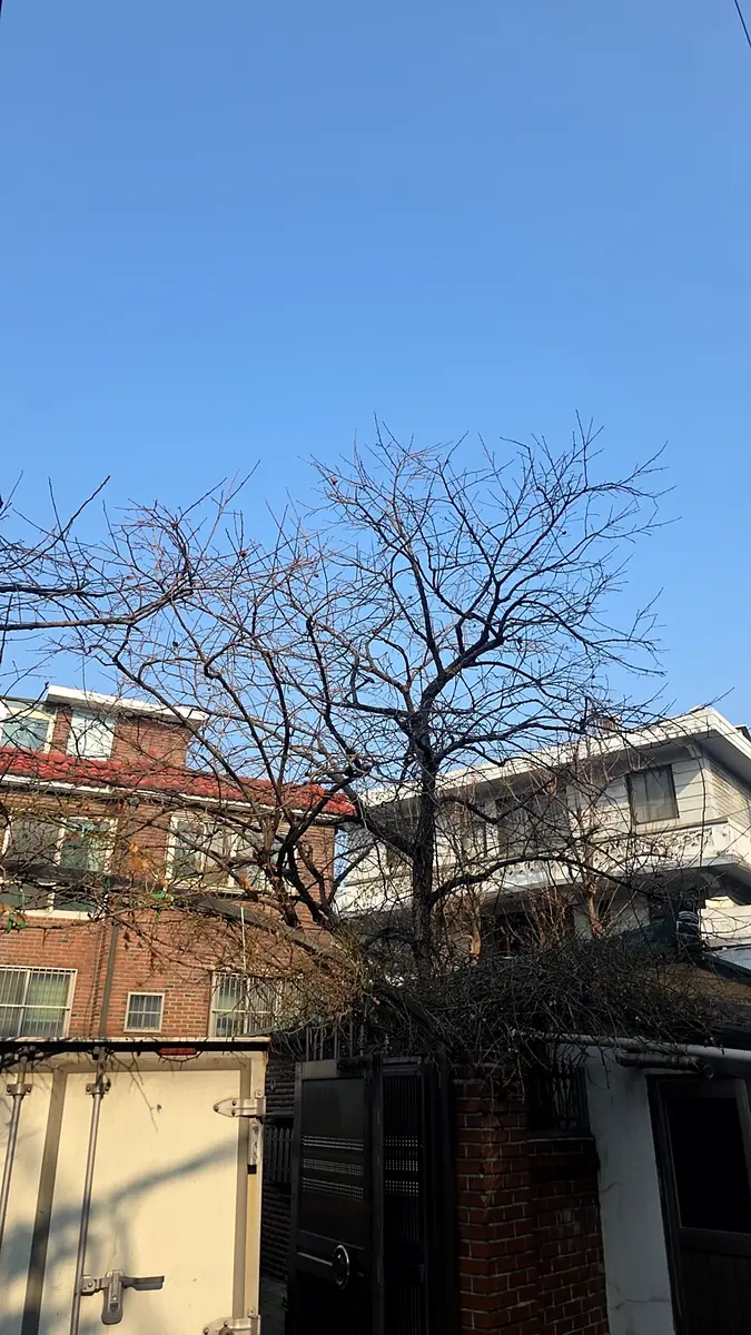 전원주택 정원 수목 정리 작업 전